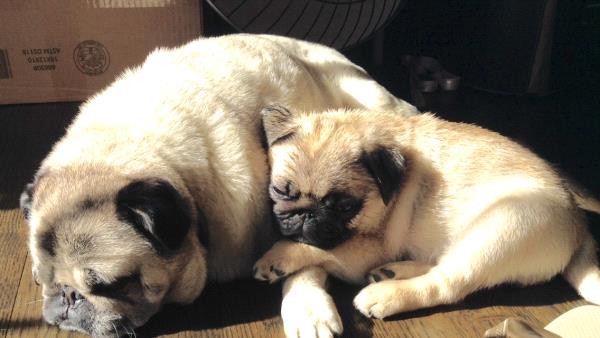 /images/uploads/pug nation rescue of los angeles/2018pugnation/entries/6111thumb.jpg